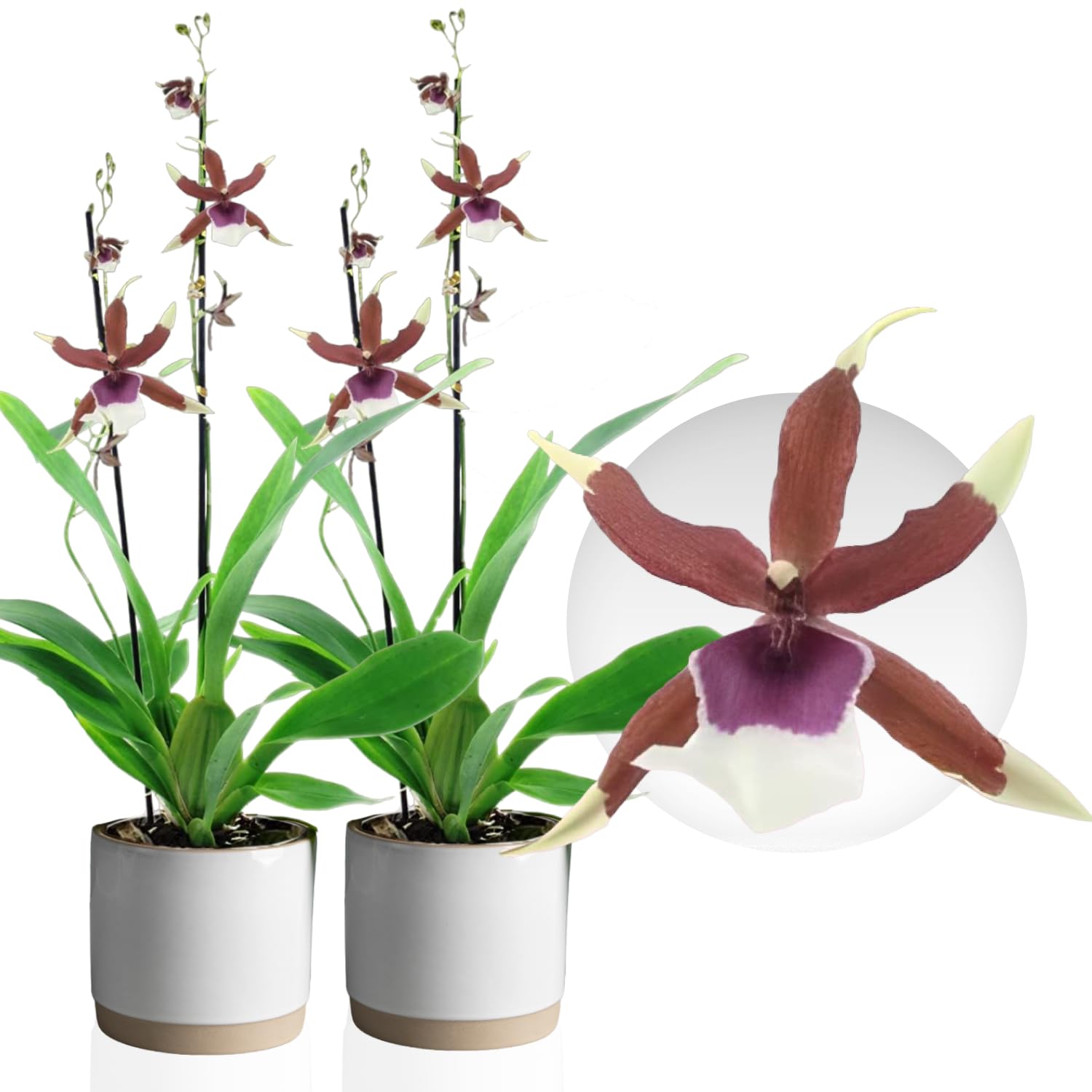 Orquídeas Beallara Eurostar auténticas, 2 plantas de interior grandes de Holanda, de 30 a 40 cm de altura con flores y fragantes