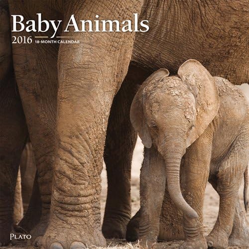 2016 Monthly Wall Calendar - Baby Animals - by BrownTrout