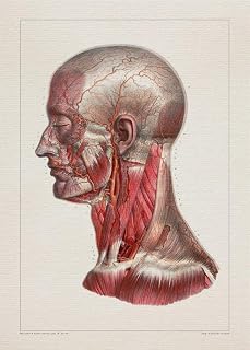 Anatomy HEAD MAXILLOFACIAL MUSCLE print SRA3 12x18 conqueror laid paper