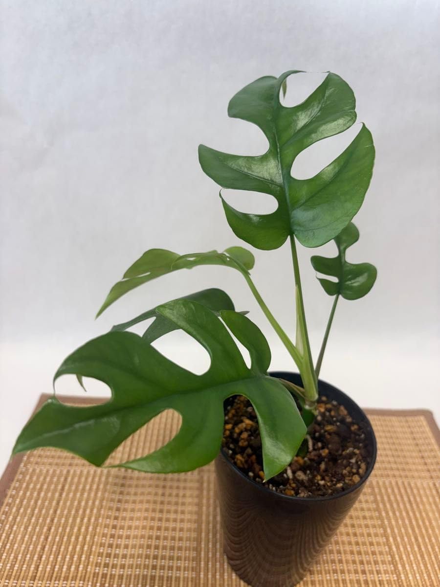 姫モンステラ 抜き苗1株 観葉植物