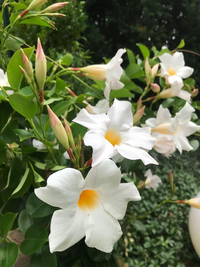 Mandevilla (White) Flowering Live Plant & Tree (1.5-3.5 Ft Hight) For Shrub/Bush/Home Garden Hybrid Mandevilla Flower Plant (Pack Of 1) (B0D453LLWC) Amazon Price History, Amazon Price Tracker