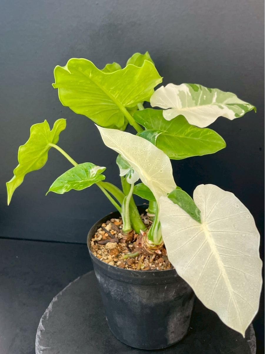 Amazon｜クワズイモ 斑入り B 観葉植物｜観葉植物 オンライン通販