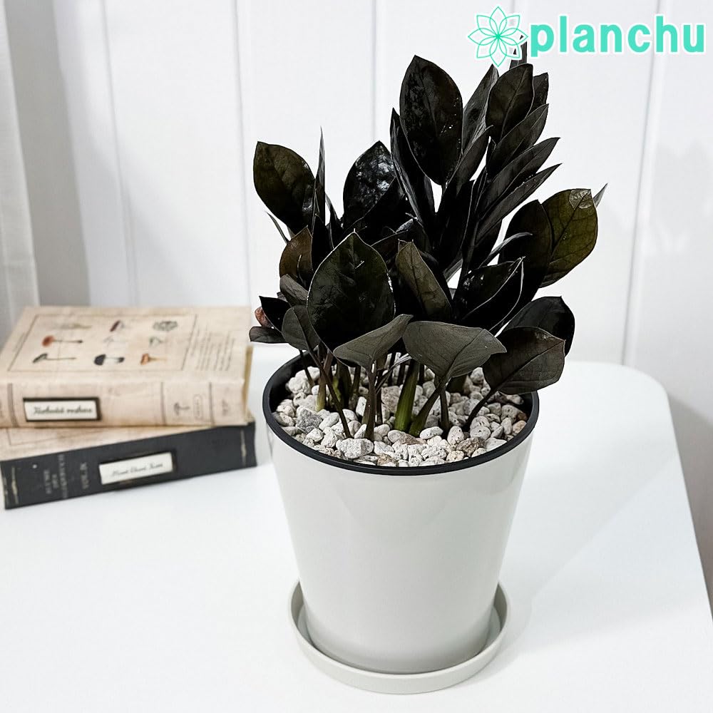 Amazon.co.jp: PLANCHU 観葉植物 ザミオクルカス レイブン 5号鉢 Amazon.co.jp: PLANCHU 観葉植物 ザミオクルカス レイブン 5号鉢