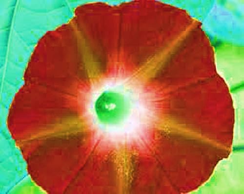 Miniatura 4 de escarlata o 'hara Morning Glory 25+ semillas orgánico, hermoso la temporada Florece