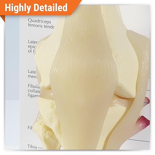 Vista 17 de Modelo anatómico de huesos y articulaciones de pie y tobillo