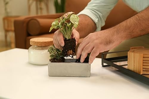 Miniatura 3 de Costa Farms Mini plantas de interior paquete de 6 plantas de interior vivas fáciles de cultivar en macetas de guardería elección del cultivador con