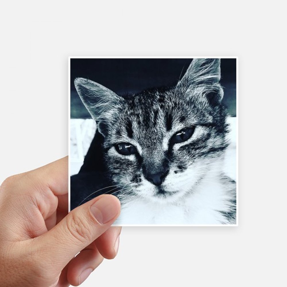 Sticker chat autocollant 10cm pour customiser et masquer les rayures