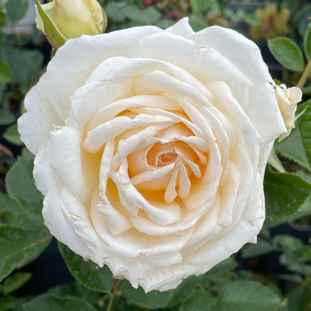 YouGarden Harkness Roses Lisa's Rose, Fragrant Cream Gold Floribunda, 4 Litre Potted Plant, Ready To Plant