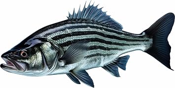 Striped Bass 2.0 Beautiful Fish Decal | Fishing Decal for Boat, Car, Vehicle, Truck Etc. | Waterproof Vinyl Sticker | Many Sizes & Styles Available | 12" to 40" X-Large, Position 3
