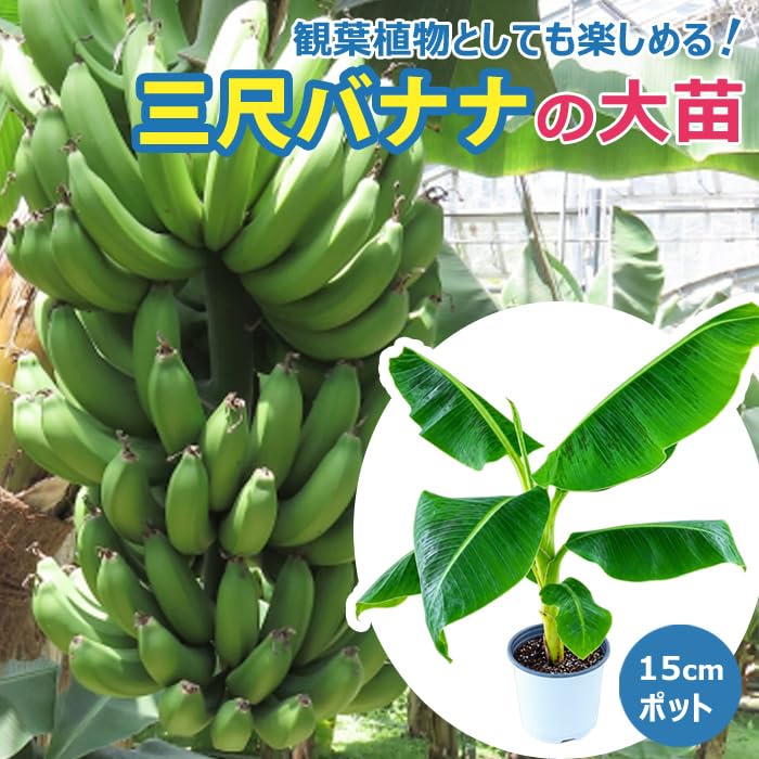 Amazon.co.jp: 三尺バナナ 苗 15cmポット 大苗 草丈低くても結実
