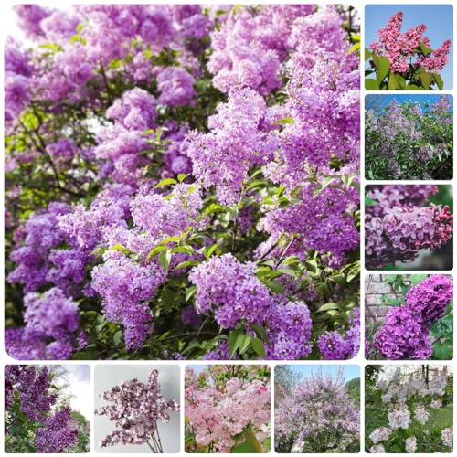 80 Piezas Plantas Lilas, Semillas Resistentes, Plantas en Macetas en el Exterior, Syzygium Aromatum Resistente, Serie de Plantas Raras, Plantas de Jardín, Plantas de Interior, Regalo para