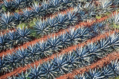 Olmeca アルトス レポサド 700ml