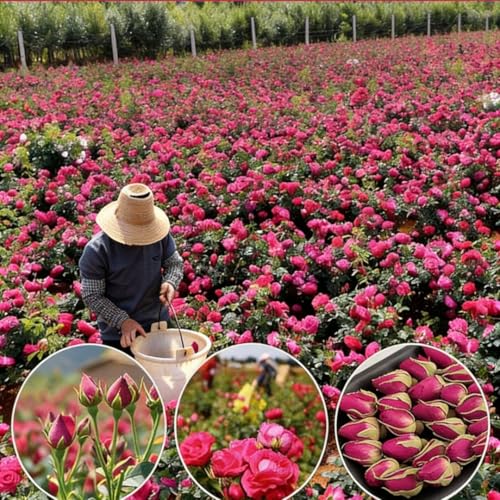 100g Pétalos de Rosa Secos Premium para Decoración miniatura 6