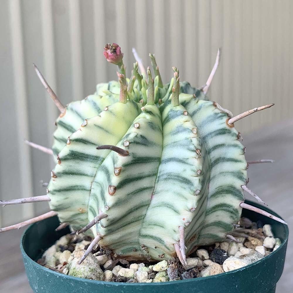 Amazon.co.jp: ユーフォルビア メロフォルミス錦 2号 *0621 : おもちゃ