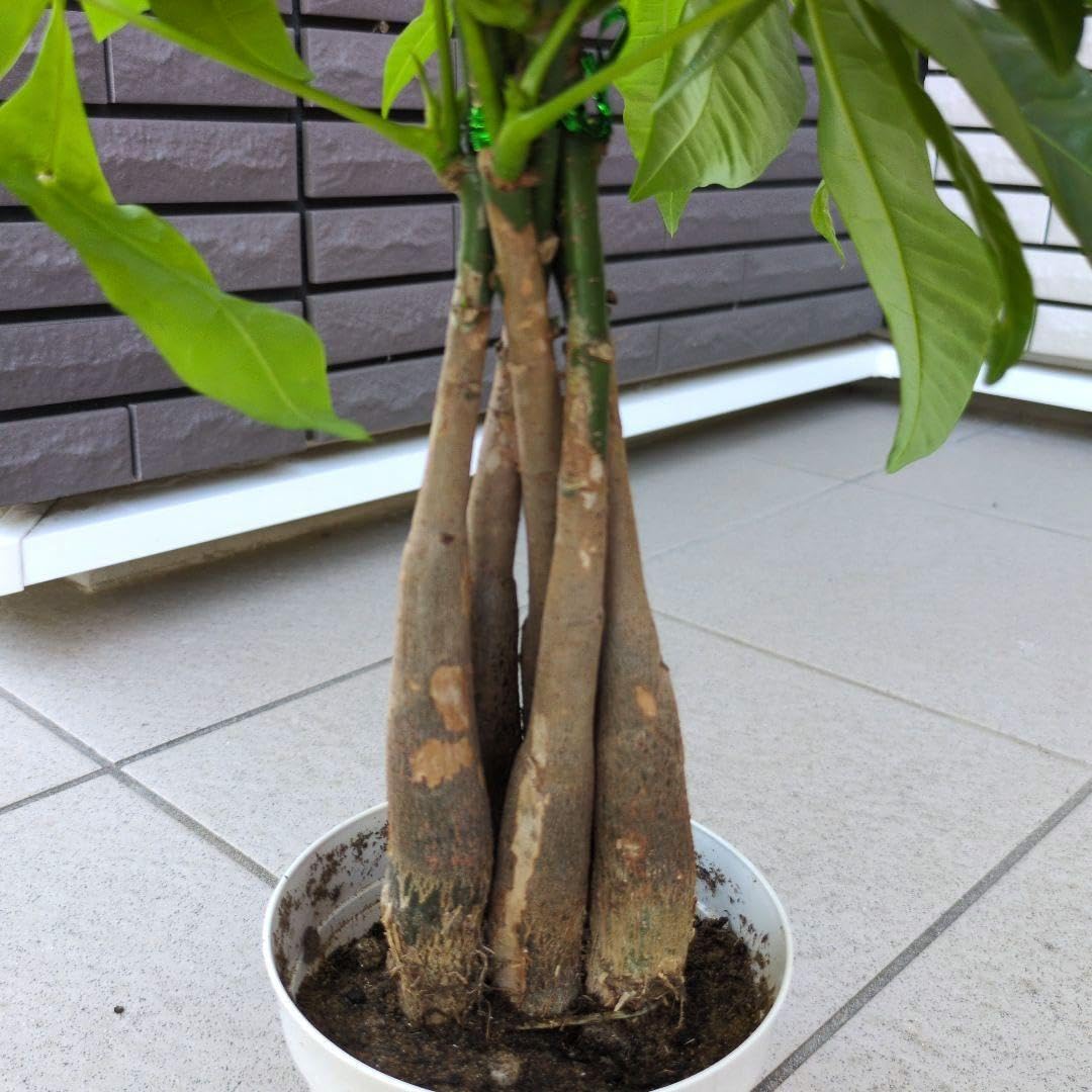 Amazon｜観葉植物 パキラ アクアティカ グラブラ 発財樹 5本ねじり