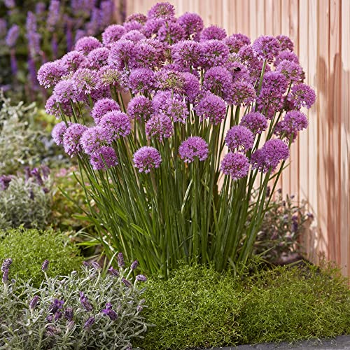 Allium Plants Outdoor Garden Ready Serendipity Ornamental Onion Hardy Bulb Purple Blooms Easy to Grow Your Own Garden Flowers 3X 9cm Potted Plants by Thompson & Morgan (3)