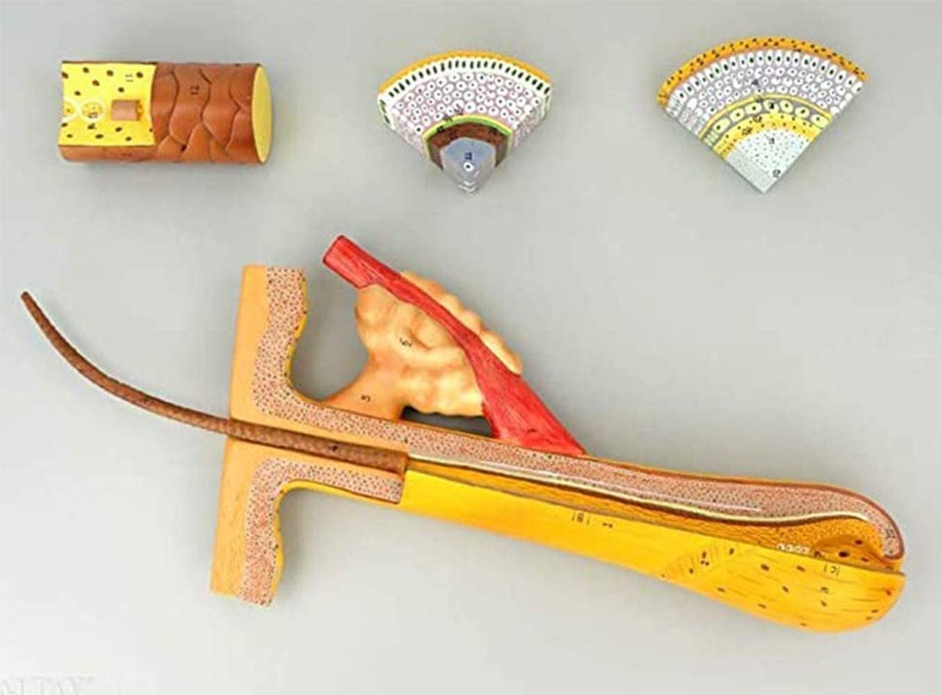 Model szkieletu, model anatomiczny 700X powiększony mieszek włosowy model 4 części modele nauk humanistycznych do nauczania medycyny naukowej do demonstracji medycznej