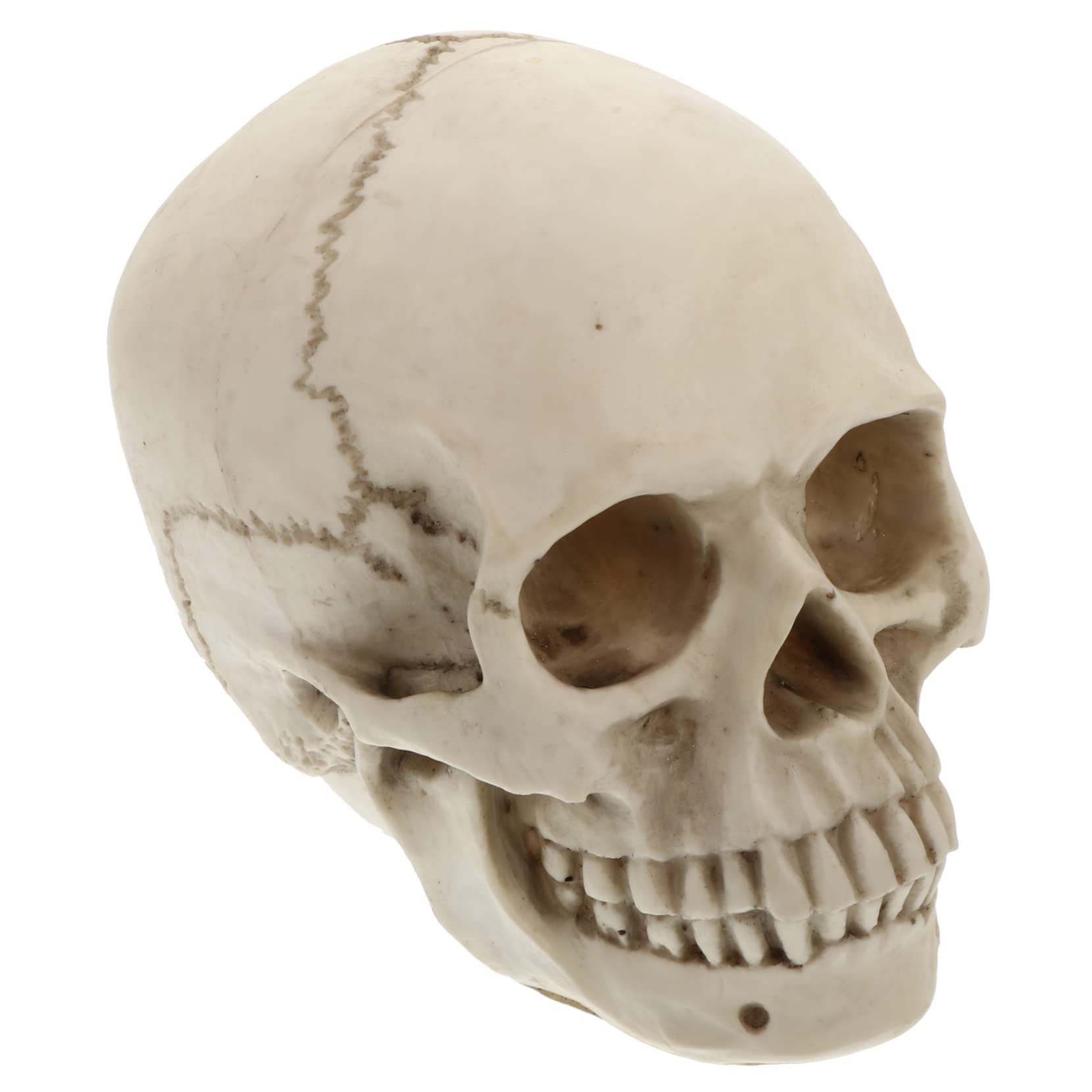 Mipcase Modelo de Cráneo Humano de Resina Real para Decoración de Halloween Utilería Artística y Estudio de Anatomía Cráneo Humano Detallado