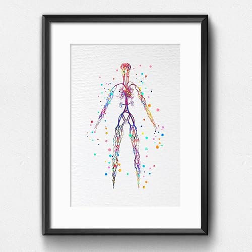 Miniatura 5 de Dignovel Studios 8X10 Sistema Venoso Sin Marco Cuerpo Humano Vena Anatomía Ciencia Ilustración Médica Doctor Clínica Acuarela Arte Impresión Póster