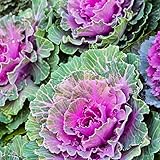 Red Ornamental Cabbage Plant in 4 Inch Pot, Colorful Cabbage Plants Live for Outdoor Indoor Garden