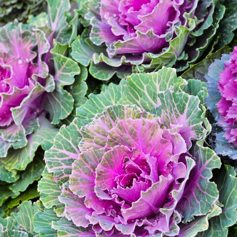 Red Ornamental Cabbage Plant in 4 Inch Pot, Colorful Cabbage Plants Live for Outdoor Indoor Garden