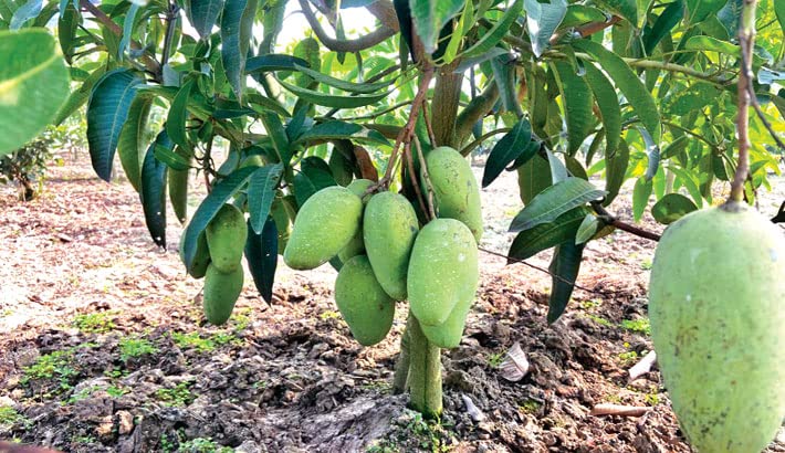 Thai Katimon mango, Thailand katimon mango, Thailand katimon mango plant, Thai katimon mango tree, Thai katimon all time mango (B0B946ZD56) Amazon Price History, Amazon Price Tracker