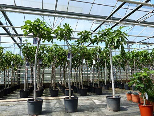 Feigenbaum 150-180 cm winterhart – Ficus Carica Obstbaum von Gruenwaren Jakubik