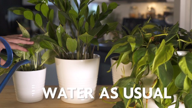 golden pothos in aquarium Live Pothos Cuttings for Aquarium  Natural Nitrate Absorber & Algae  Control  Easy Rooting Aquarium Plant  46 Inch Stem  Garage Aquatics