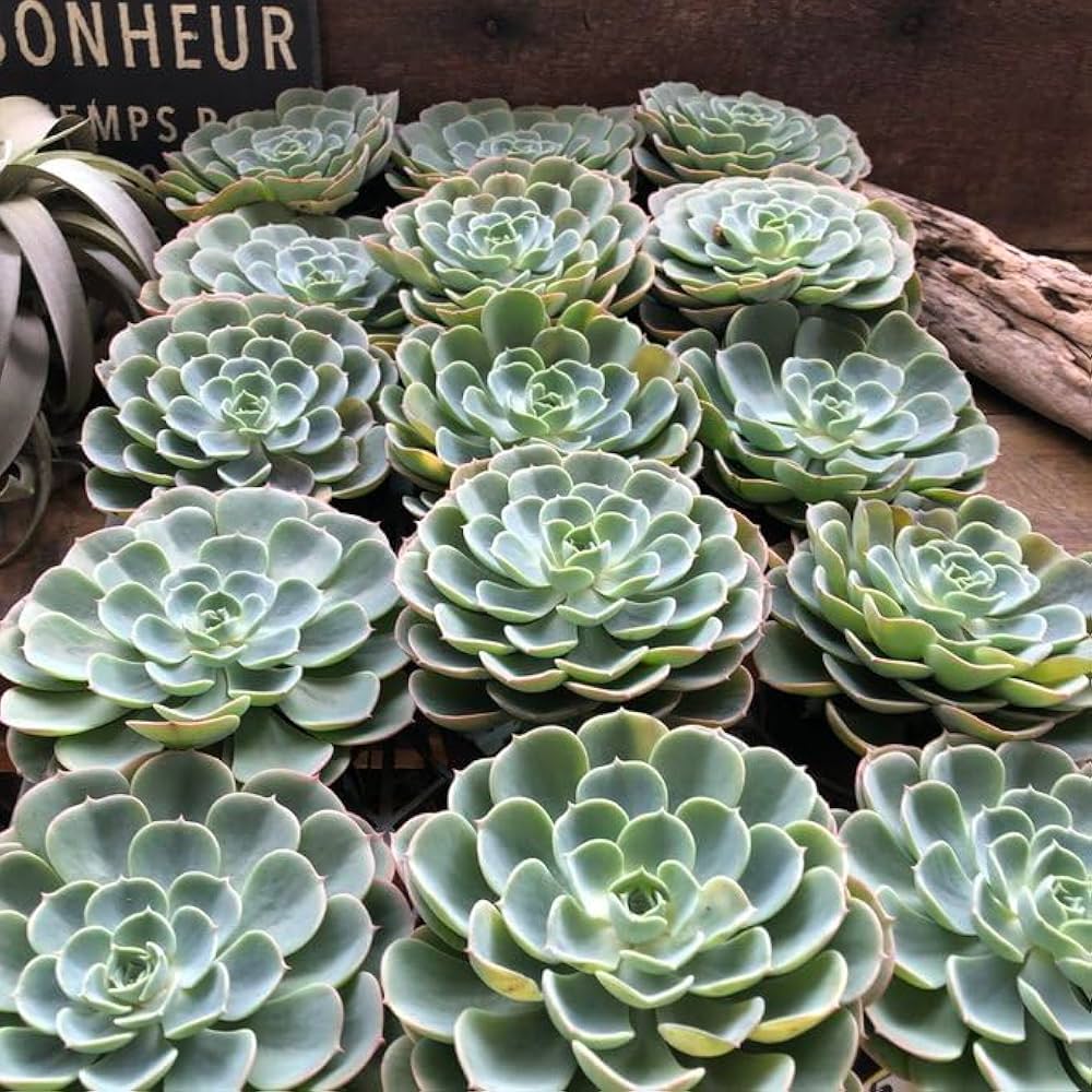 Amazon｜七福神 エケベリア 多肉植物 インテリア｜観葉植物 オンライン通販