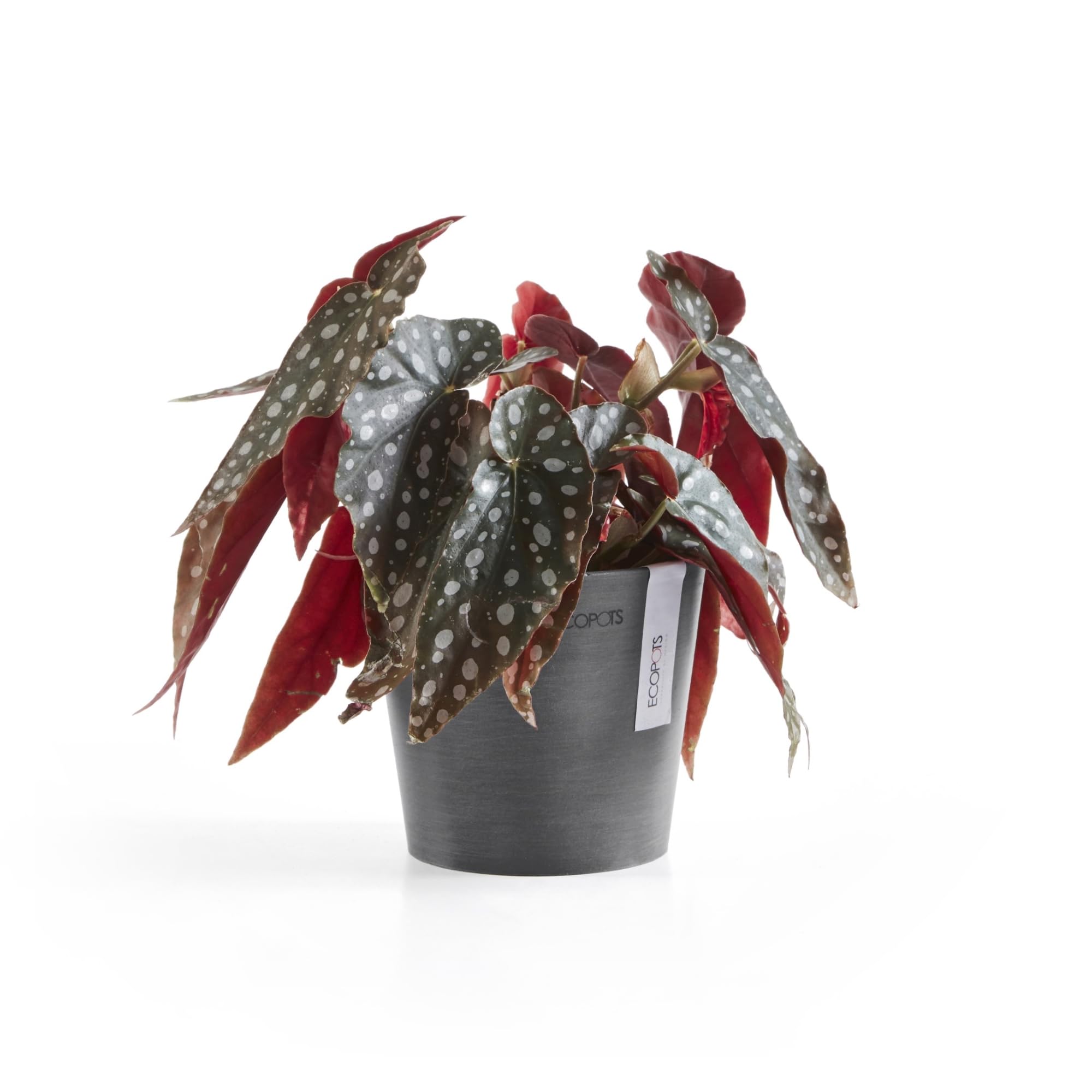 ECOPOTS Vaso Amsterdam Mini – Diametro 13 X 11,4 Cm – Colore Grigio – In Plastica Riciclata E Polvere Di Pietra – Per Piante Grasse