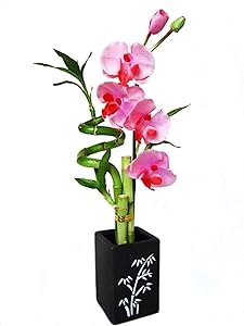 9GreenBox Lucky Bamboo Spiral Style Artificial Flowers and Ceramic Vase Live Plant Ornament Decor for Home, Kitchen, Office, Table, Desk Attracts Zen, Luck, Good Fortune Non-GMO, Grown in The USA