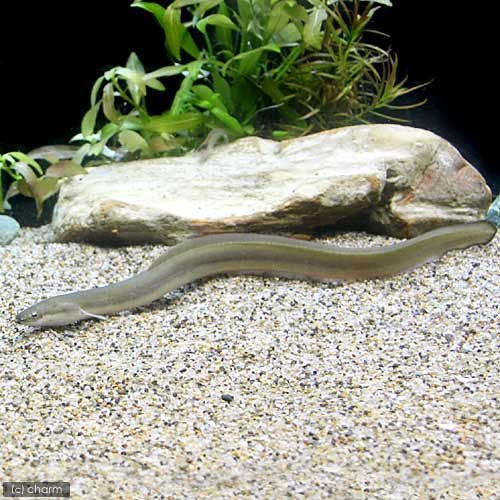 ウナギ 14～16㎝程22匹◇観賞魚◇TB1