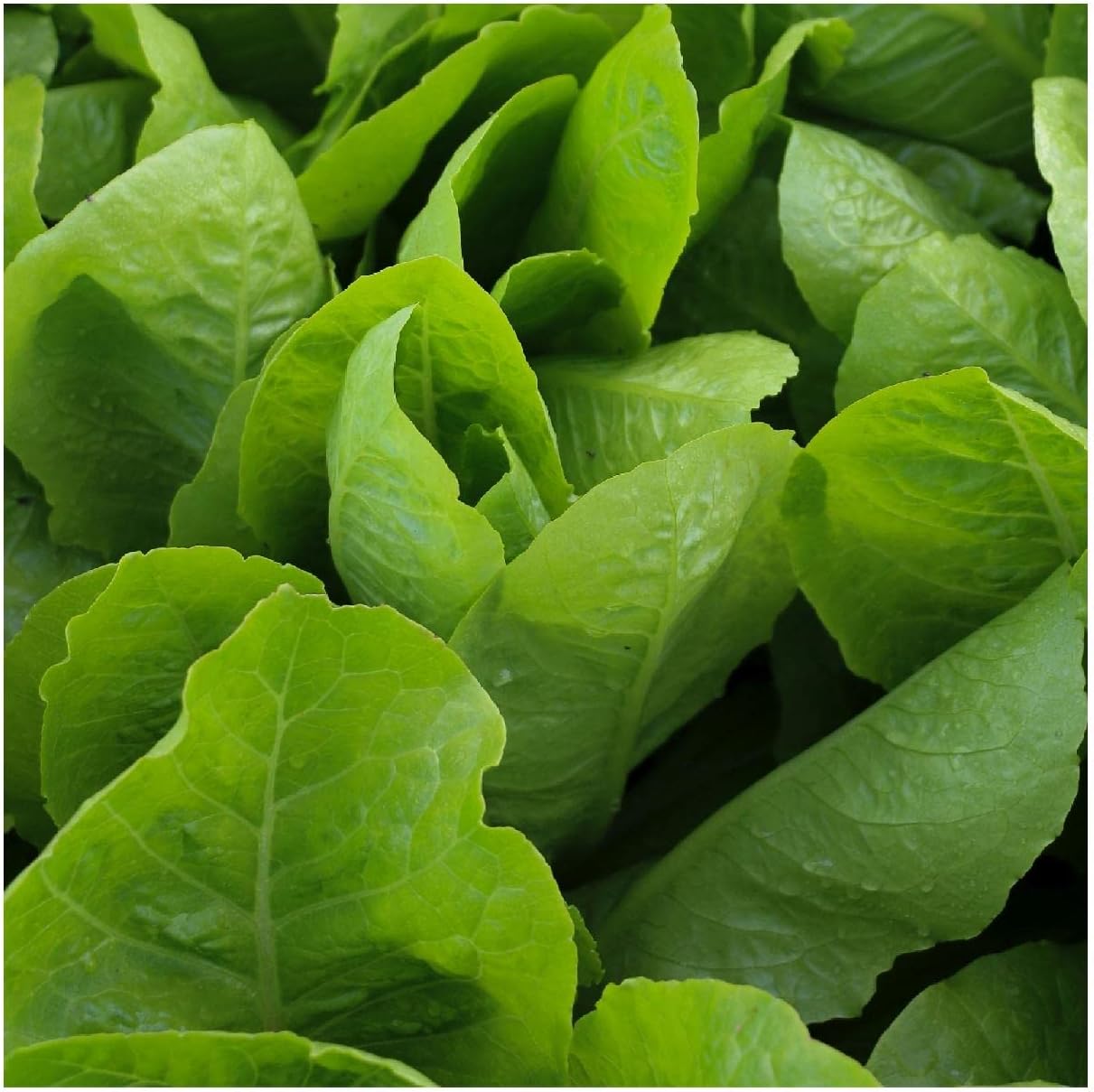 Everwilde Farms - 1 Oz Organic Jericho Romaine Lettuce Seeds - Gold Vault Packet