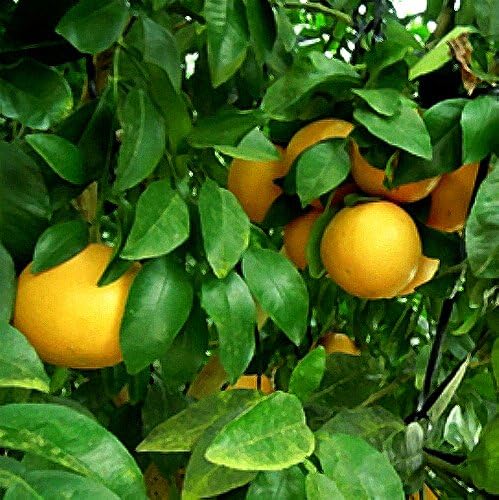 柑橘類の苗木 グレープフルーツ レビュー高評価のおせち贈り物 柑橘類の苗木 グレープフルーツ レビュー高評価のおせち贈り物