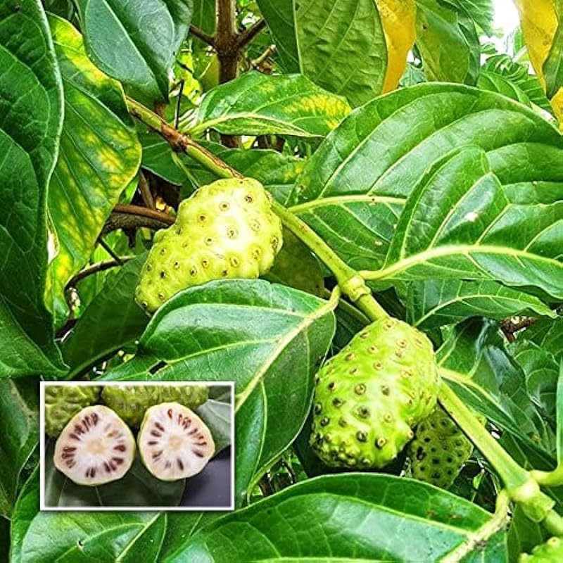 Natural Fruit Live Plant- Sweet Rare Noni Fruit Plant Cheese Fruit- 1 Healthy Plant Pack of 1 (B0D3X4GL52) Amazon Price History, Amazon Price Tracker