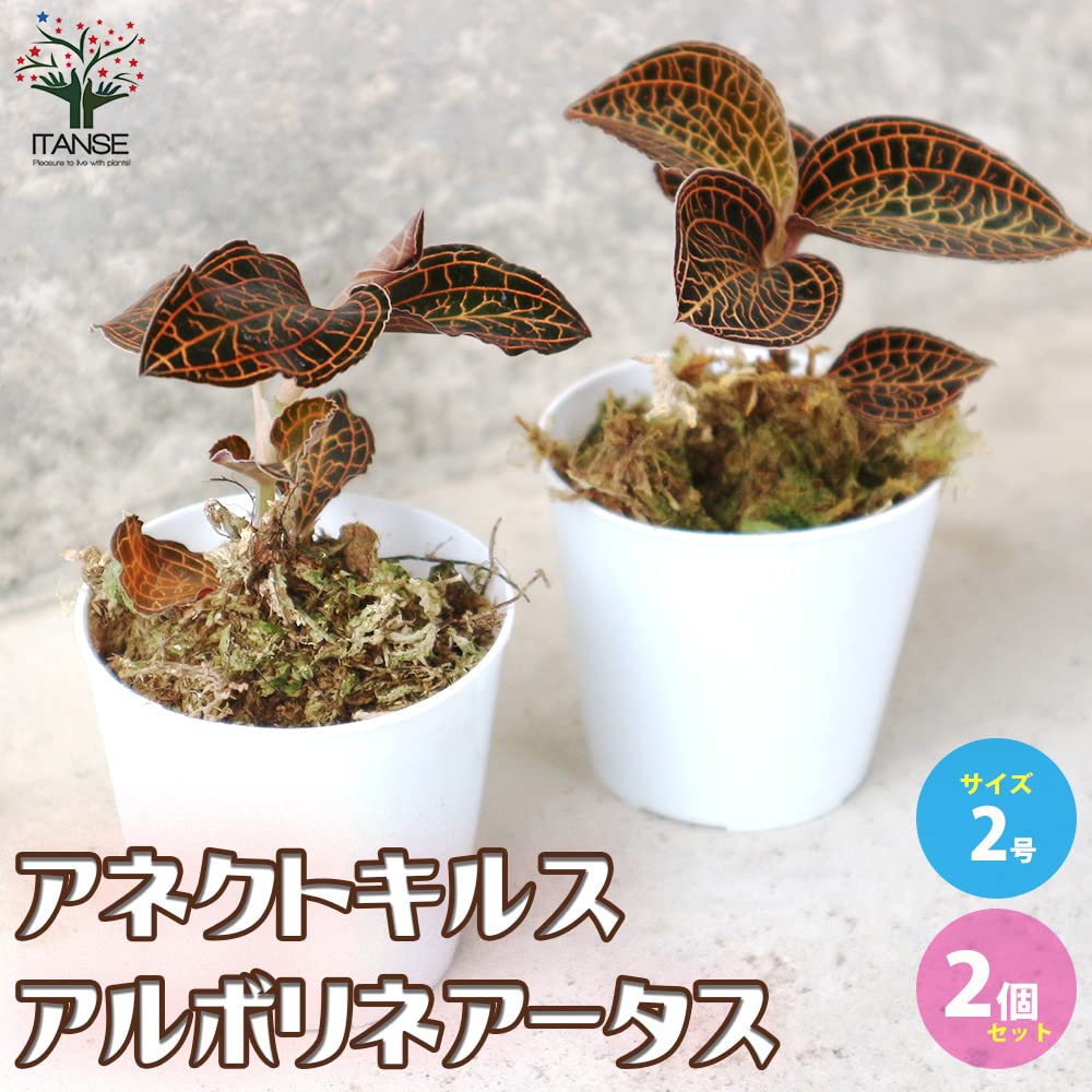 Amazon｜ITANSE アネクトキルス アルボリネアータス 2号 2個