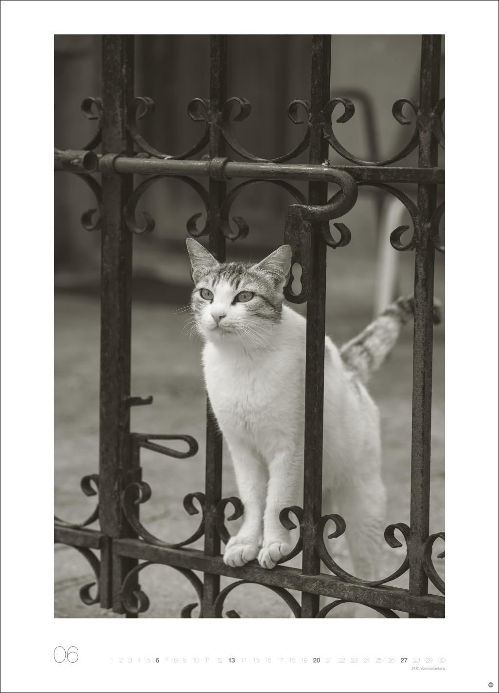 Cats Edition Kalender 2027: Elegante Samtpfoten in schwarz-weiß in einem XXL-Kalender. Tierkalender 2027 im Großformat. Hochwertiger großer Fotokalender für Katzenfans.