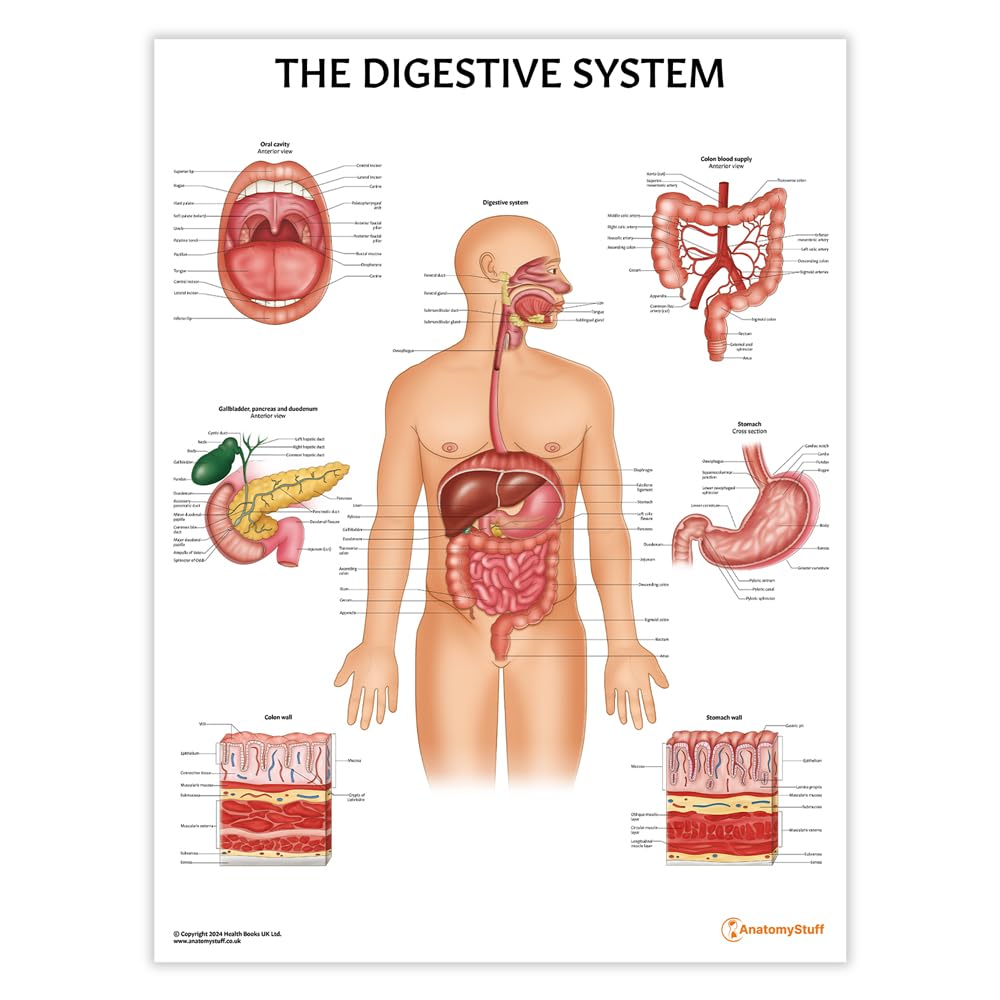 Das pädagogische Poster des Verdauungssystems, 45 x 60 cm, 18 x 24 Zoll, detaillierte menschliche Anatomie, Medizinisches pädagogisches Poster, Gastroenterologie, Anatomisches Papier der Organe