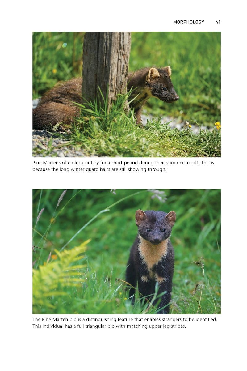Pine Marten: The Secret Life of Martes martes (Pelagic Monographs)