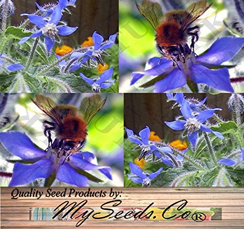 ~Bulk Wholesale~ Borage Seed - Edible Blue Flower - Borago Officinalis Seeds ~ Improve Tomato Taste - Increase Soil Nitro ~ Blue Flower With Honey Taste ~!! (06000 Seeds - 4 Oz) #TOP5