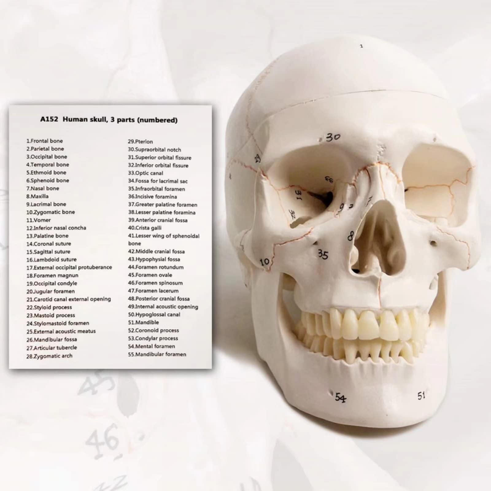 Classico Modello Cranio Umano Numerato, 9" Alto, Qualità Medica - 3 Parti - Dipinto Con Cuciture, 54 Pezzi Etichettati, Numerati, Mostra I Forami Principali, Fossa E Canali