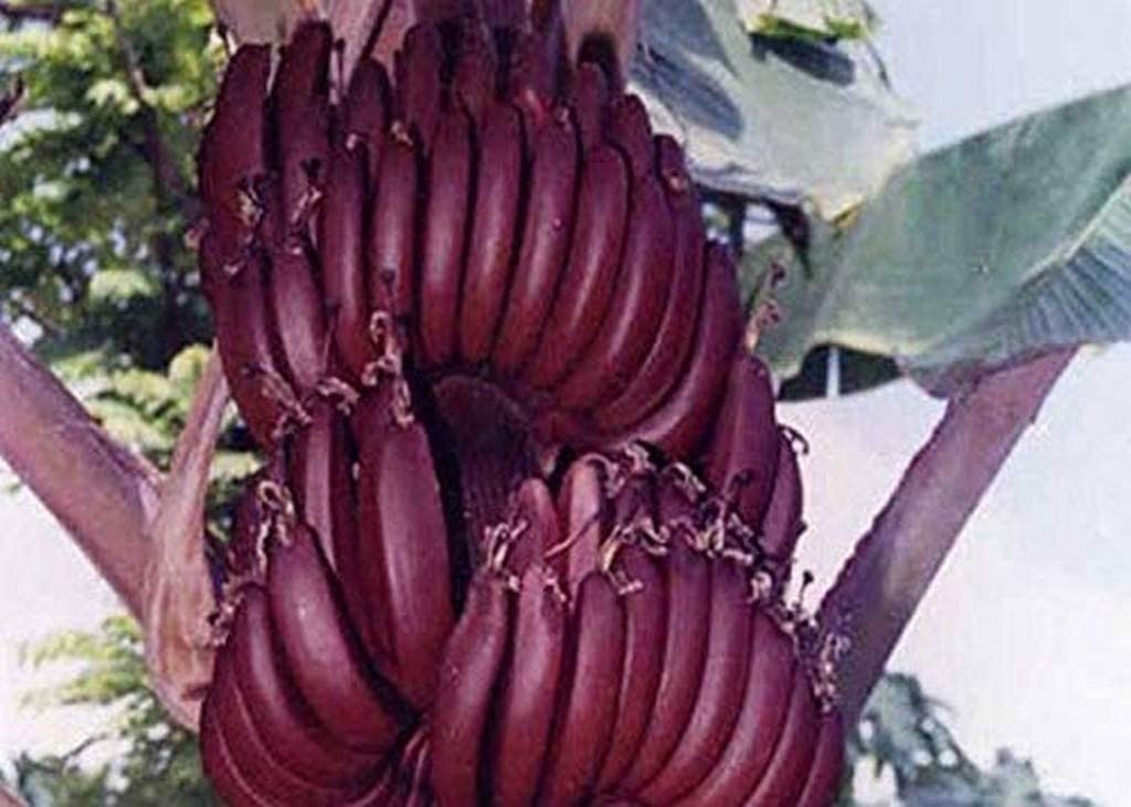 See full amazon price history chart for Red banana plant live Red banana plant live (B0C43NX59J) Amazon Price History, Amazon Price Tracker