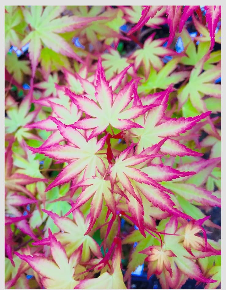 Hanami Nishiki Japanese Maple 2 - Year Live Plant