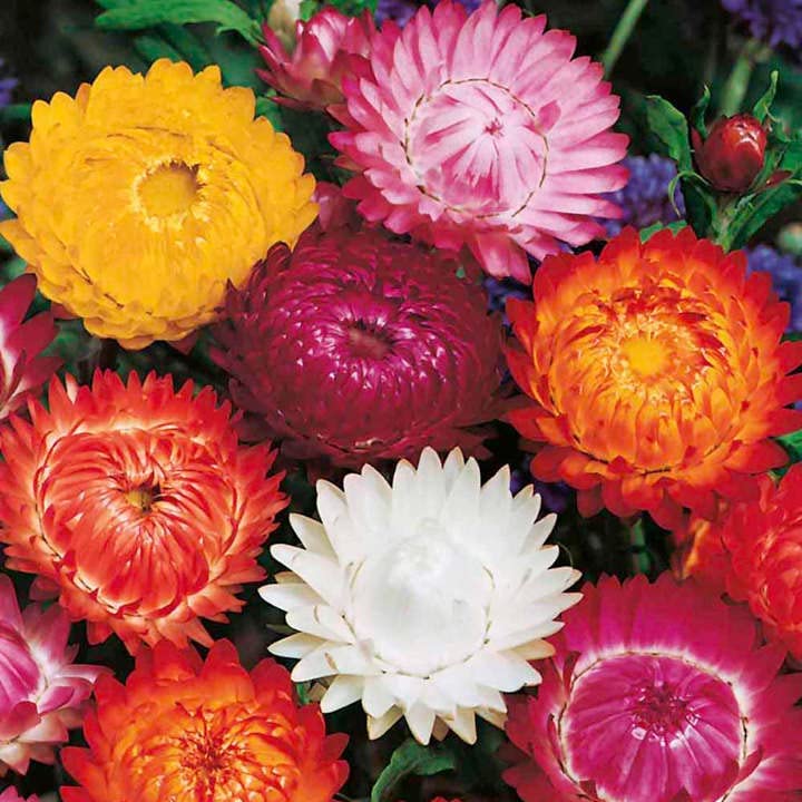 See full amazon price history chart for Helichrysum Flower Hybrid Seeds | Helichrysum Mixed Color High Germination Seeds Winter(Pack Of 50 seeds) Helichrysum Flower Hybrid Seeds | Helichrysum Mixed Color High Germination Seeds Winter(Pack Of 50 seeds) (B0BQR2JHSH) Amazon Price History, Amazon Price Tracker