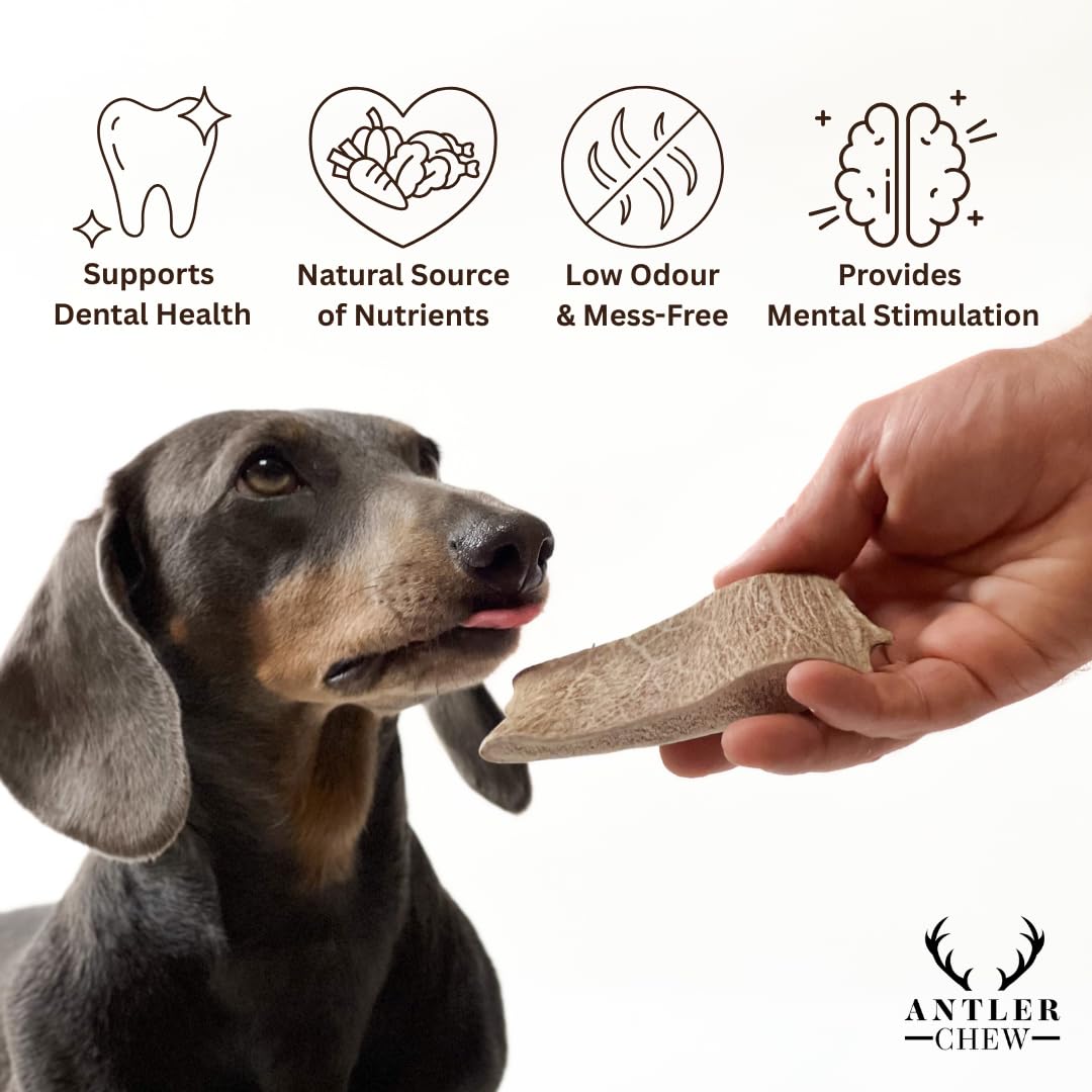 Fallow Deer Antler Dog Chews Medium (Weight 75-120g, From 10cm) Sanded, Naturally Shed - Image 2