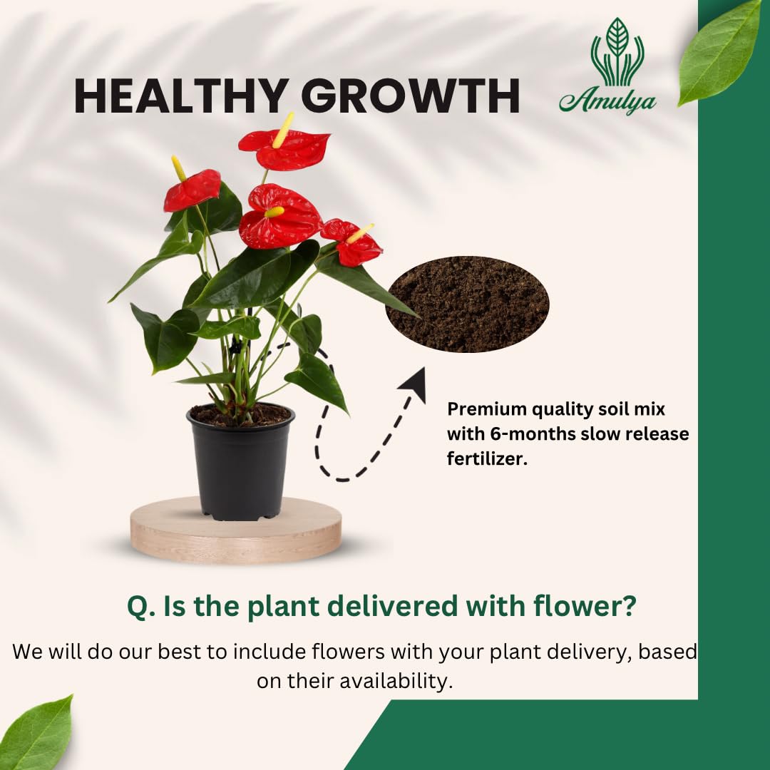Amulya FARMS & NURSERY Air Purifying Anthurium Red Indoor Live Plants for Living Room, Home, Office, Table, Kitchen & Desk Decor | Black Pot Included 2