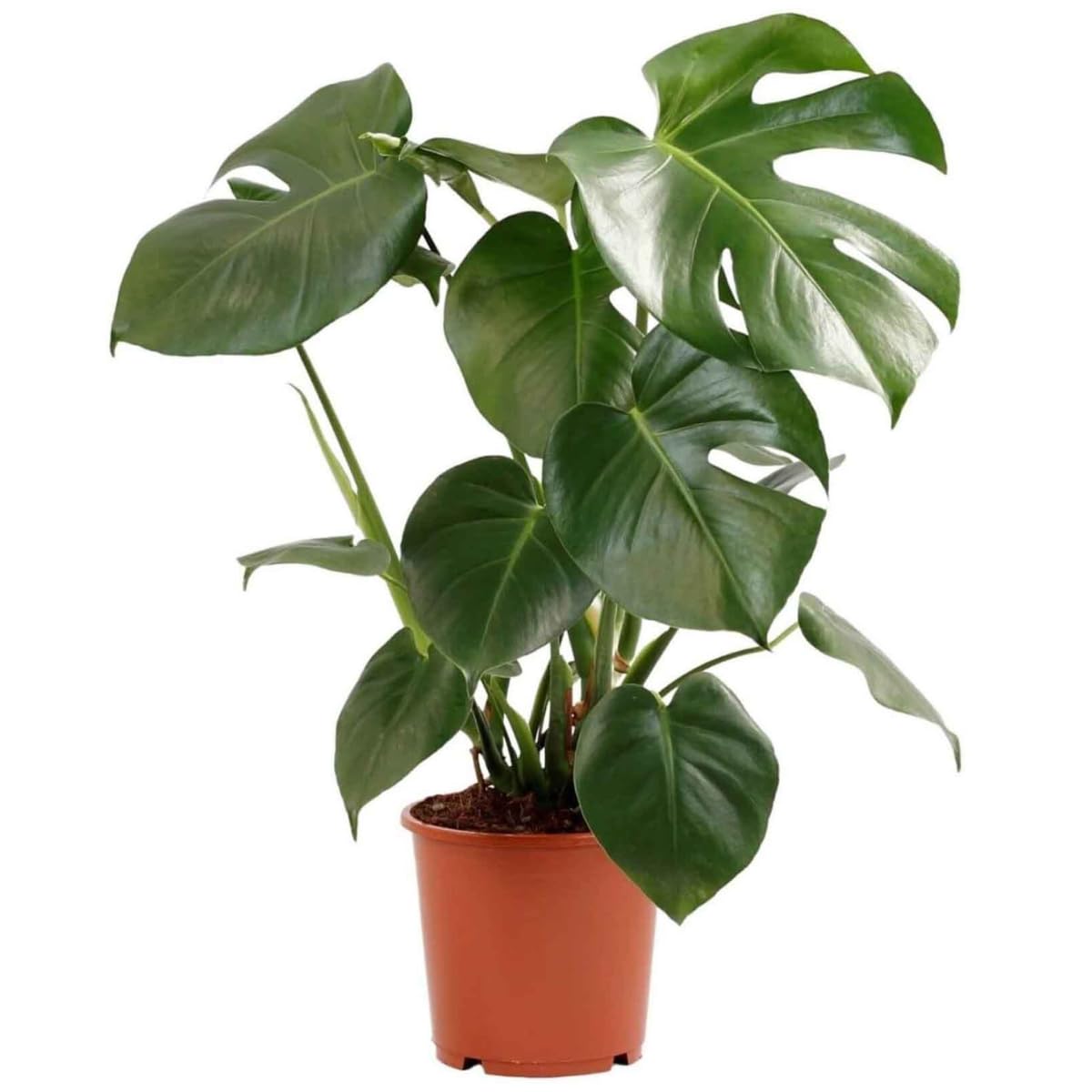 Verdecora Monstera Deliciosa Planta Natural Interior Maceta Ø15cm | Costilla de Adán, Ceriman, Decoración tropical, Purificadora del aire