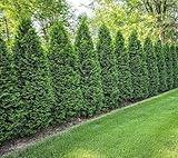 3 American Arborvitae Live Tree Plants – Thuja occidentalis – Evergreen Privacy Trees – Fast Growing Hedge & Screen Trees – Bare Root for Outdoor Planting