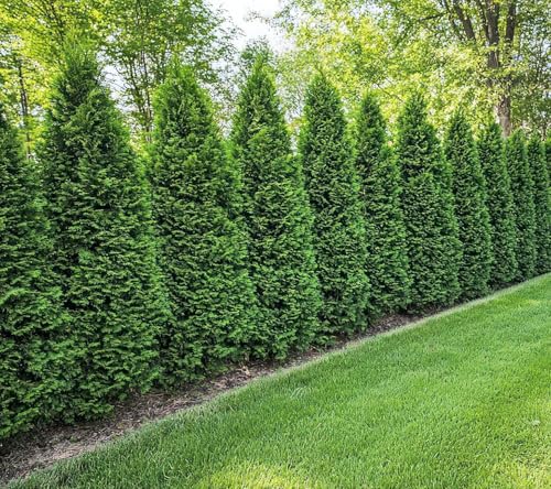 3 American Arborvitae Live Tree Plants Thuja occidentalis Evergreen Privacy Trees Fast Growing Hedge & Screen Trees Bare Root for Outdoor Planting