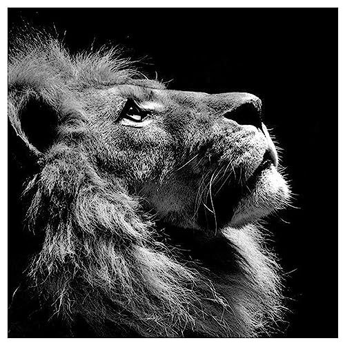 DCIDBEI Square Drills Diamond Painting Erwachsene Bilder Groß Einsamer...